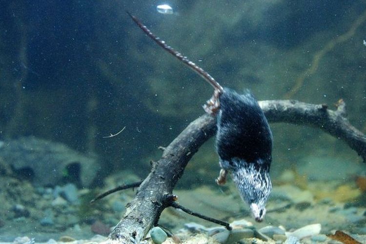 Tikus air menyelam. Mamalia ini dapat tetap aktif di bawah air selama lebih dari 20 detik, menyimpan oksigen pada otot kecil mereka.