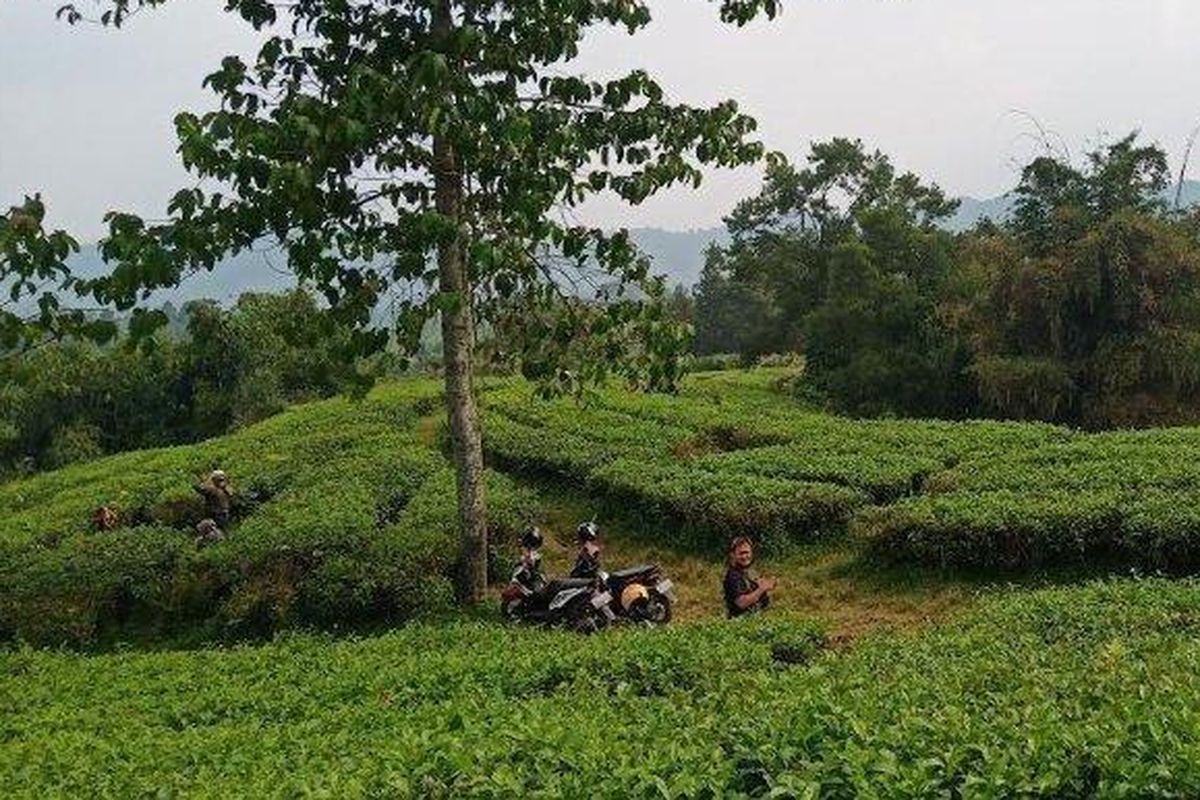 Kebun Teh Cianten di Bogor: Daya Tarik, Aktivitas, dan Harga Tiket