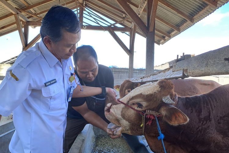 Kabid Kesehatan Hewan dan Kesehatan Masyarakat Veteriner, Disperta Banyuwangi, Nanang Sugiharto saat mengecek kondisi kesehatan ternak sapi