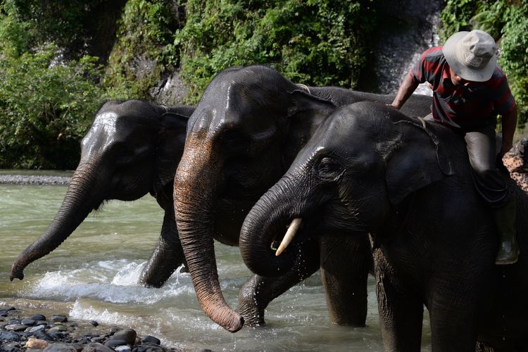 Atraksi memandikan gajah menjadi favorit di ekowisata Tangkahan.
