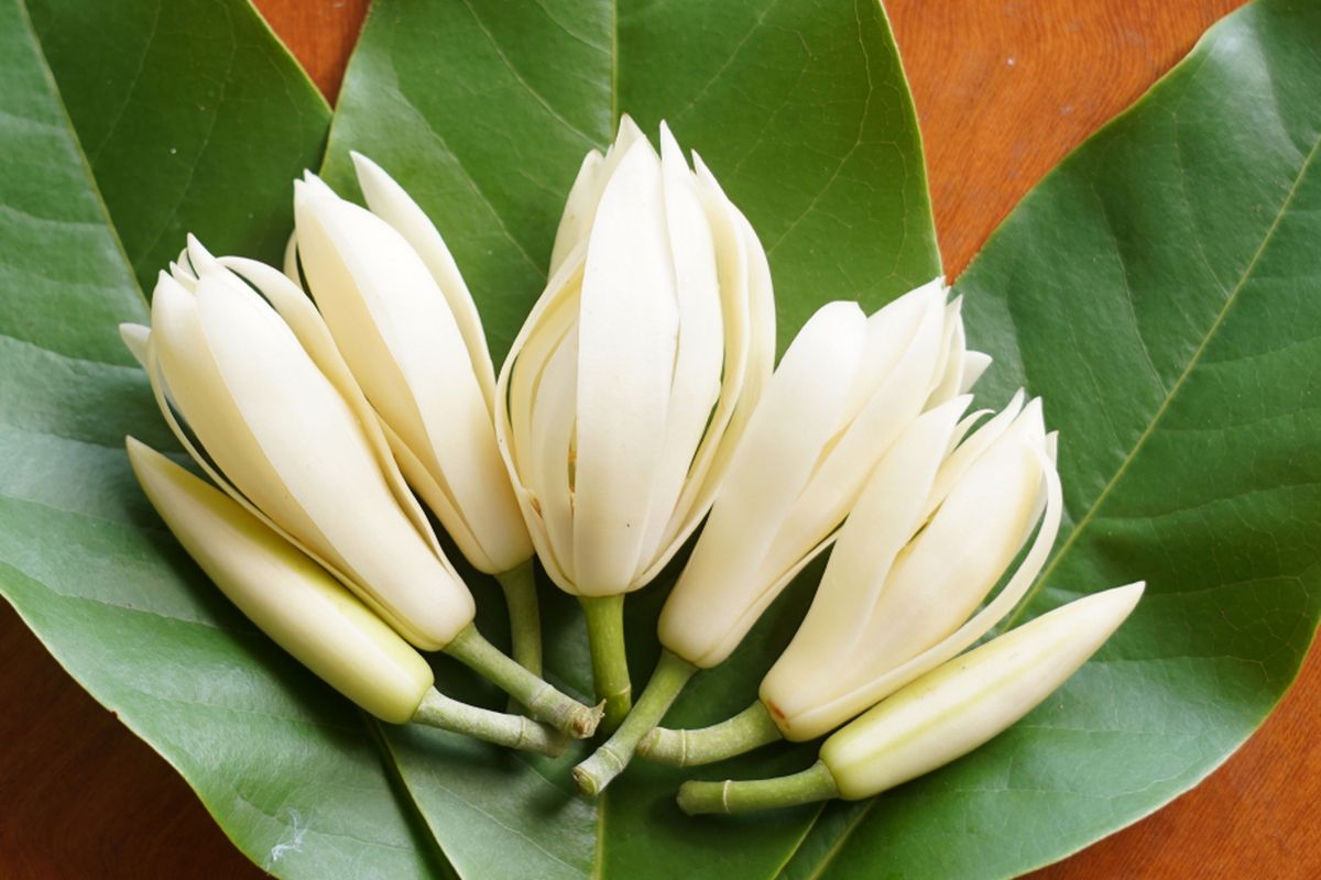 Ilustrasi bunga kantil atau cempaka putih