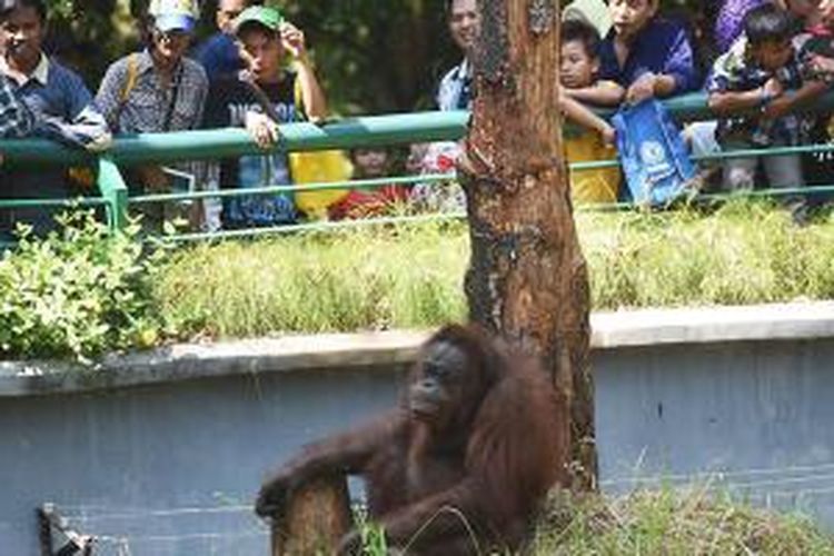 Pengunjung melihat satwa di Kebun Binatang Ragunan, Jakarta, Sabtu (18/7/2015). Pada liburan Lebaran, pengunjung yang sebagian besar berasal dari daerah di sekitar Jakarta memadati kebun binatang ini.
 