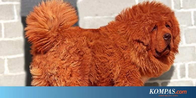 Seekor Anjing Dijual Rp 22 Miliar Di China