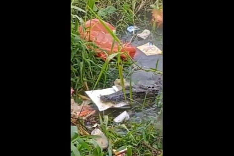 Seekor buaya rawa di Desa Puput, Bangka Tengah, terekam kamera warga sedang makan sampah plastik.