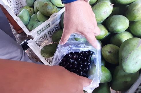 Nostalgia Buah Duwet di Gunungkidul, Kini Sulit Ditemukan...