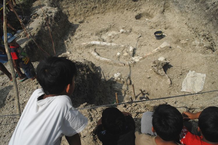 Bocah melihat lokasi penemuan fosil gajah stegodon yang terkubur di tanah Desa Banjarejo, Kecamatan Gabus, Kabupaten Grobogan, Jawa Tengah, Senin (12/6/2017). 