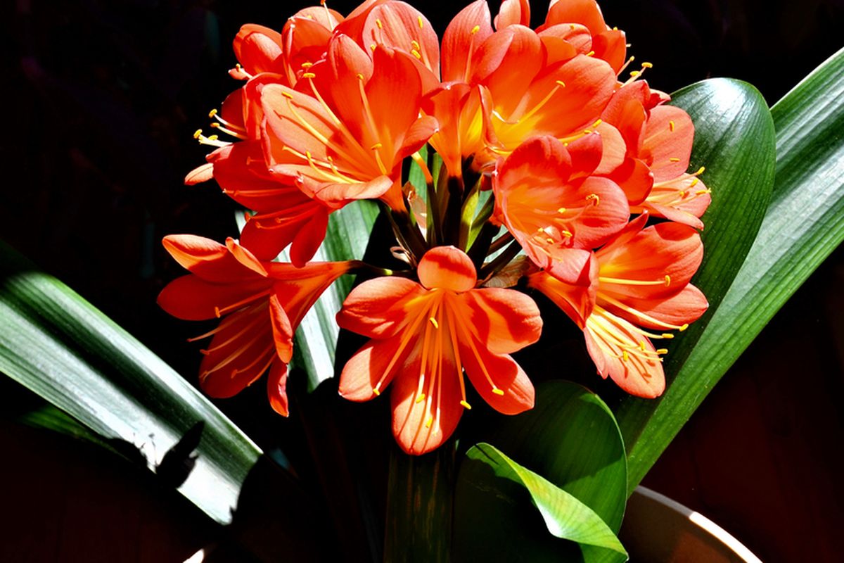 Ilustrasi bunga clivia. 