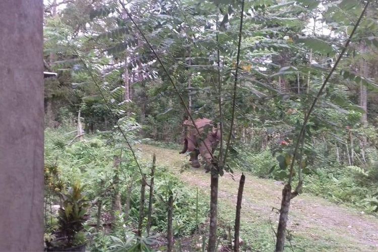 Tiga ekor gajah liar turun ke permukiman warga di Desa Leupu, Kecamatan Geumpang, Kabupaten Pidie, Minggu (4/11/2018).