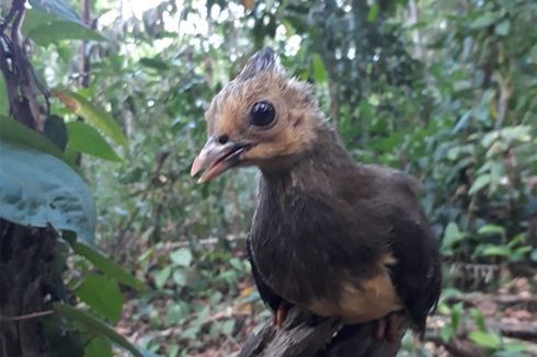 Sejumlah Anak Burung Maleo Mati Akibat Terendam Banjir di Gorontalo