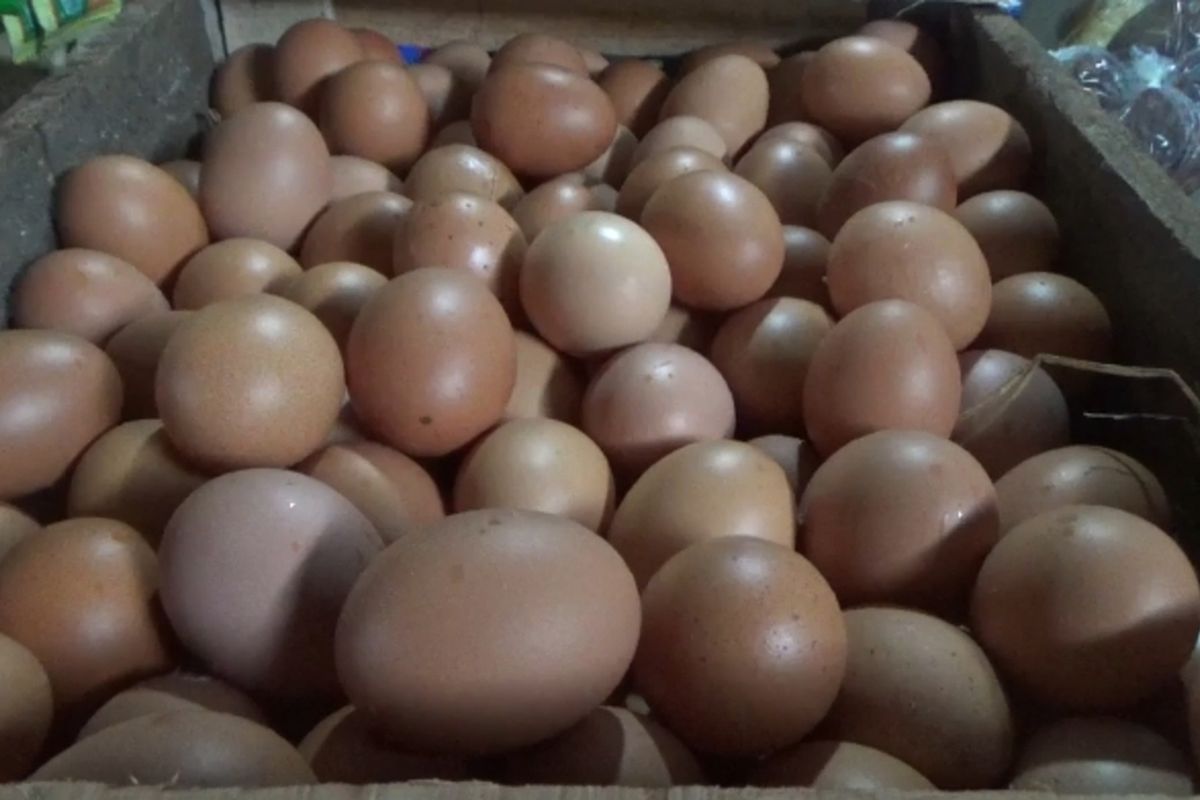 Harga Telur Tembus Rp 32.000 Per Kg, Pemkot Semarang Bantah ada Kenaikan