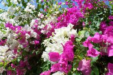 10 Tanaman Bunga Cantik Merambat untuk Teduhkan Kanopi Rumah