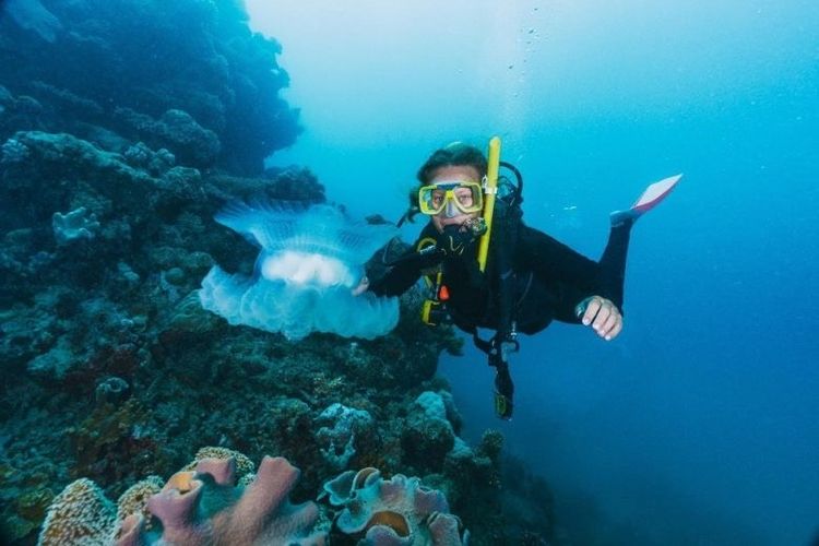  Ilustrasi menyelam di Great Barrier Reef. 