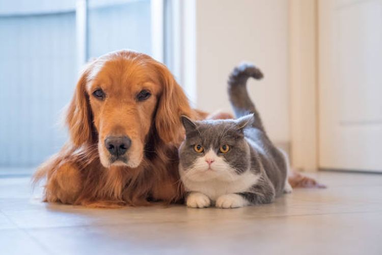 Ilustrasi kucing dan anjing di dalam rumah