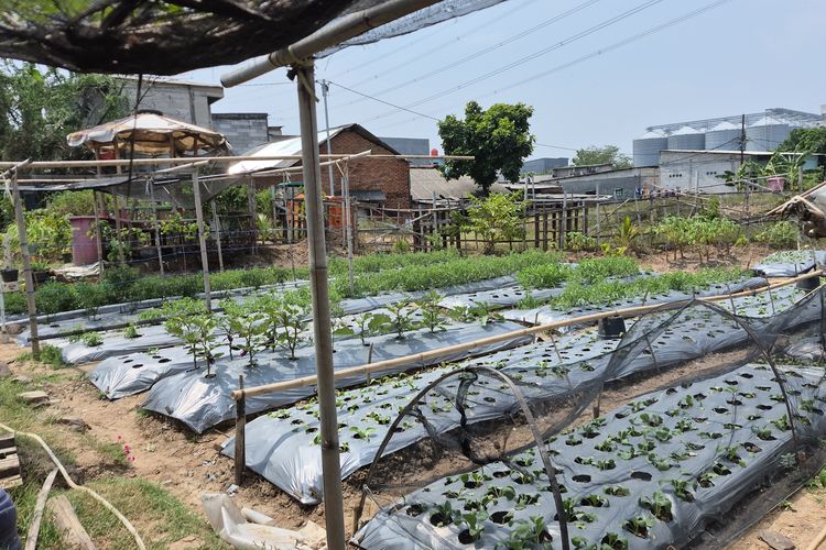 Lokasi Tawuran di Jakut Disulap Jadi Urban Farming, Bukti Transformasi Sosial Ekologis