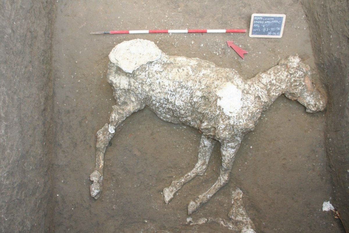 Sisa-sisa kuda Romawi kuno telah ditemukan terkubur di kota Pompeii