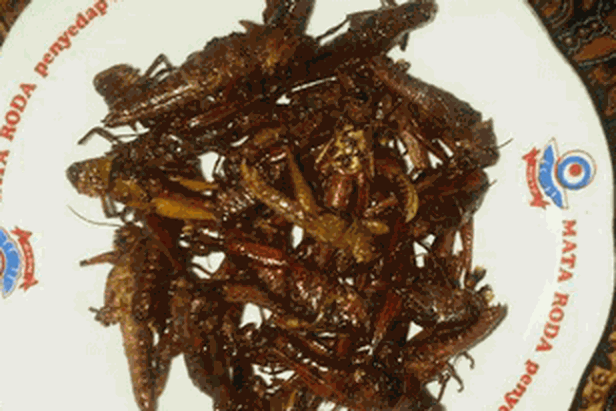 Belalang goreng di Gunungkidul.