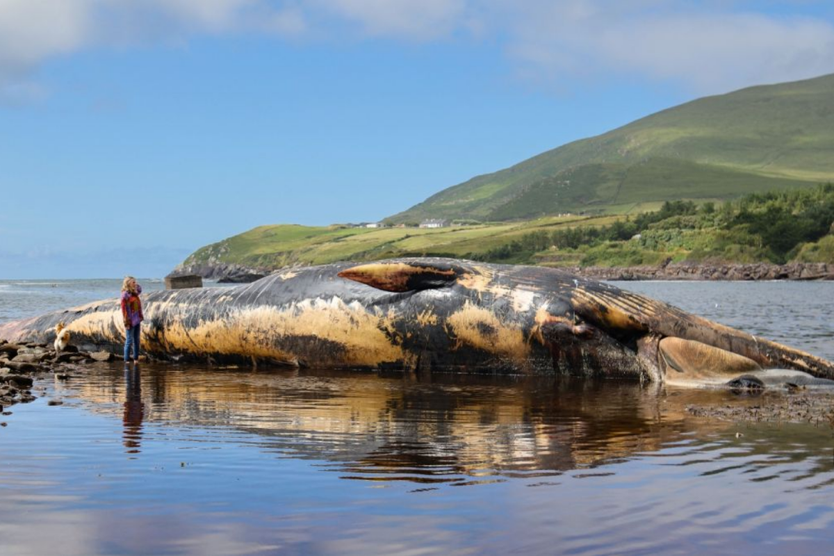 Bangkai paus sirip sepanjang 19 meter ditemukan di sebuah pantai di County Kerry, Irlandia, pada 9 Juli 2023.