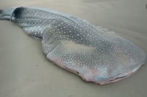 Beberapa Hewan Laut Berukuran Besar Terdampar di Pantai Indonesia, Apa yang Terjadi?