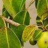 Manchineel, Pohon Kematian Penuh Racun yang Bisa Membunuh Seketika