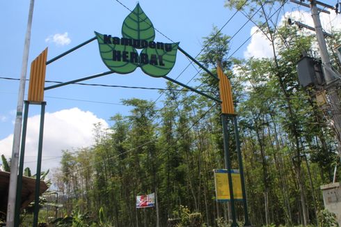 Mengunjungi Kampung Herbal, Sumber Ramuan Alami di Pelosok Jember