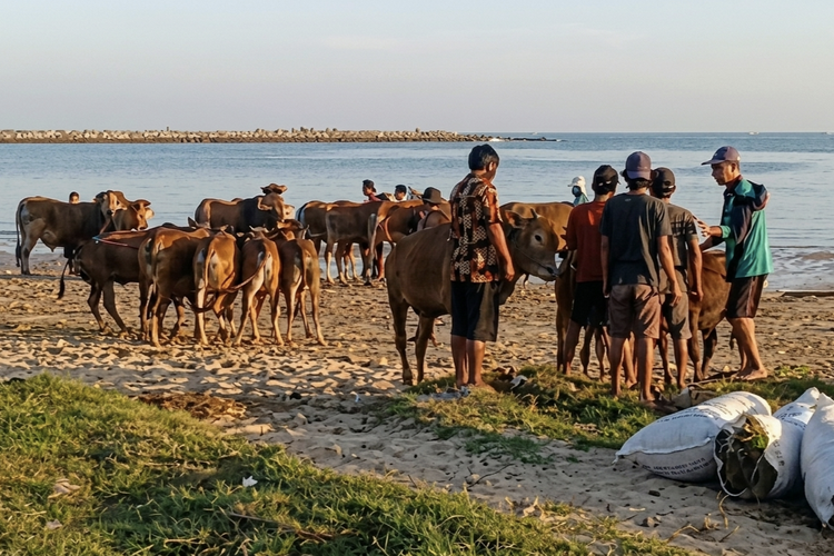 Ribuan Sapi dari Bangkalan Berenang di Laut Sebelum Dikirim ke Kalimantan
