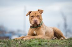 8 Fakta Menarik Anjing Pit Bull yang Kerap Dianggap Berbahaya