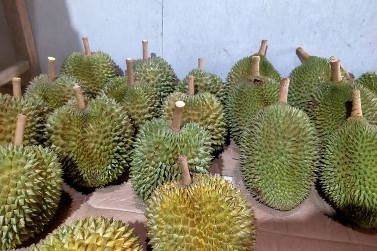 Ahmad Faisol (27), warga Kecamatan Kemranjen Kabupaten Banyumas, Jawa Tengah ini sukses budidaya bibit durian hingga jual beli buahnya. Ia menjalani bisnis durian bawor ini sejak setahun yang lalu, setelah menyelesaikan pendidikan di Pondok Pesantren An-Nawawi Berjan, Purworejo Jawa Tengah.