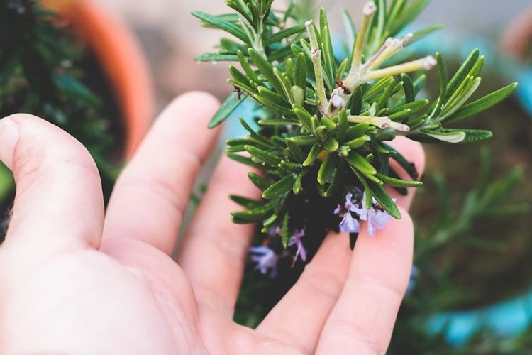 Ilustrasi tanaman rosemary, daun rosemary.