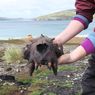 Kehidupan Manusia Prasejarah di Eropa, Ditemukan Bukti di Kepulauan Falkland