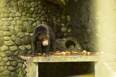 Tak Dirawat Baik, Beruang dari Tempat Konservasi di Jatim Punya Gula Darah Tinggi 