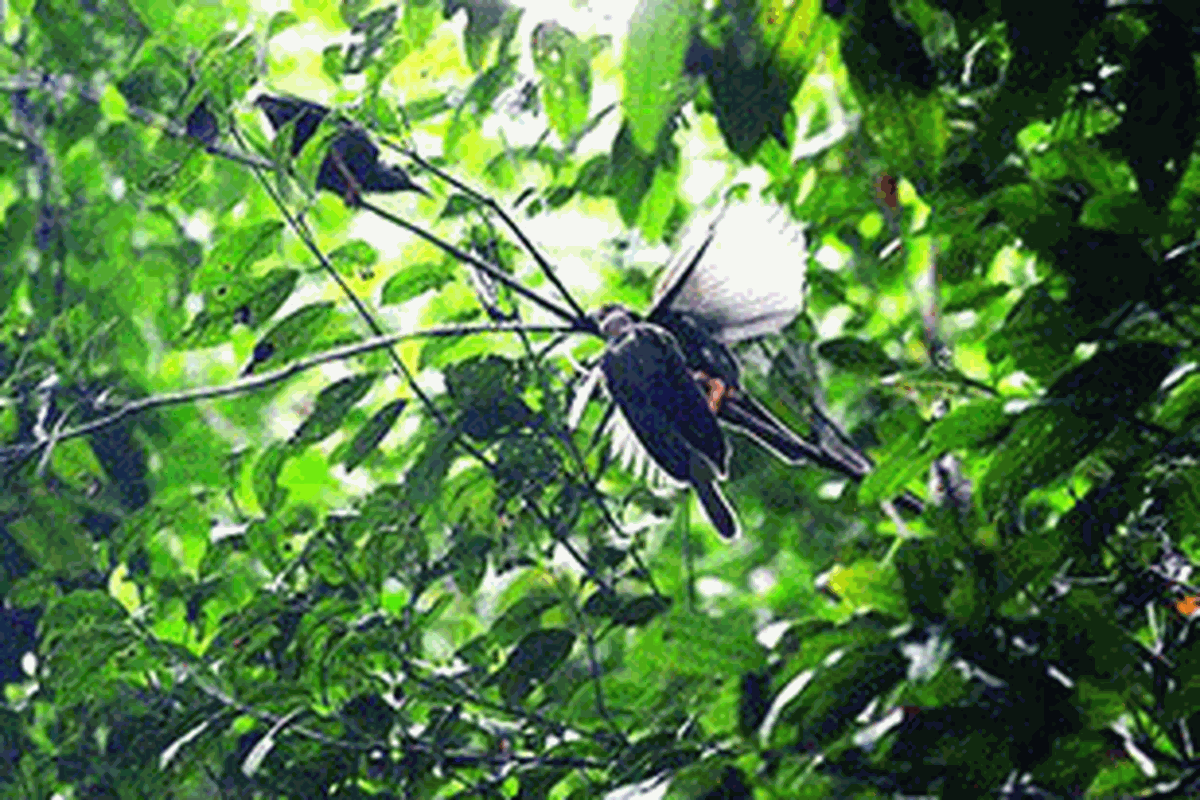 Sepasang burung bidadari, burung khas di Pulau Halmahera, Maluku Utara, di hutan wilayah Kobe, Weda Tengah, Kabupaten Halmahera Tengah, akhir Januari lalu. Keanekaragaman jenis burung menjadi daya tarik bagi wisatawan untuk datang.