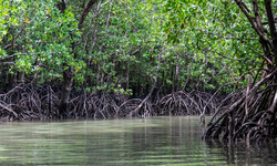 Mangrove Rumah bagi 700 Miliar Satwa Komersial, Kerusakannya Picu Krisis