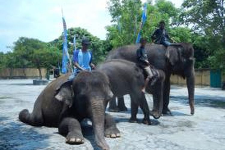 Malti, Restu dan Cindy Gajah Sumatra dari KBS yang dititipkan di Banyuwangi