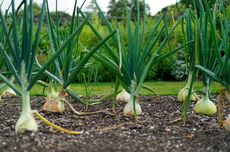 Jalani Sidang Perdana, Staf BEM UNY Perdana Arie Didakwa Bakar Tenda Polisi Saat Demo Agustus