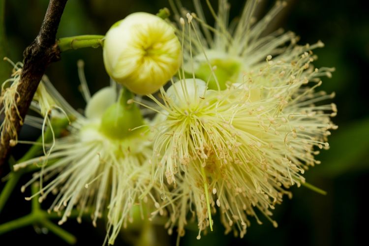 Ilustrasi bunga jambu. 