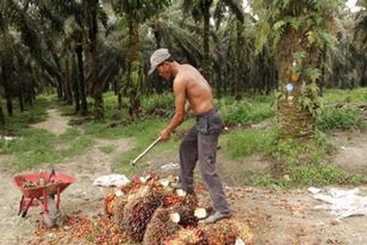 Petani mengumpulkan tandan buah segar (tbs) kelapa sawit di kebun inti kelapa sawit milik Asian Agri, di Kabupaten Siak, Riau, beberapa waktu lalu.