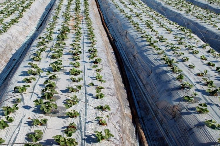 Ilustrasi penggunaan mulsa plastik di lahan pertanian.