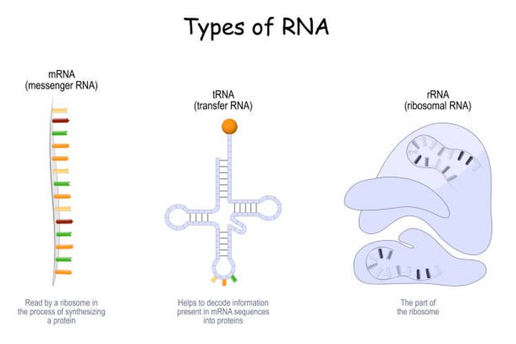 Ilustrasi jenis-jenis RNA.
