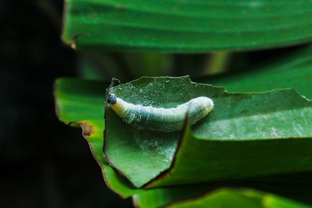 Serangan ulat penggulung daun pisang