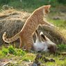 Ini Alasan Kucing Berkelahi Satu Sama Lain 