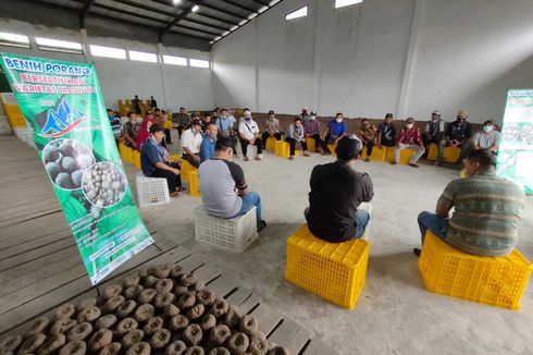 Borong Benih Porang Varietas Madiun 1