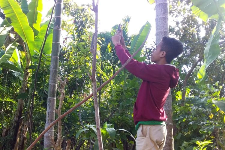 Seorang siswa di Dusun Watu Seong, Desa Mosingaran, Kecamatan Elar Selaran, Kabupaten Manggarai Timur, NTT, tengah mencari sinyal internet yang jaraknya sejauh 1 kilometer dari pemukiman. 