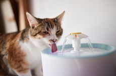 5 Cara Membuat Kucing Peliharaan Minum Lebih Banyak Air