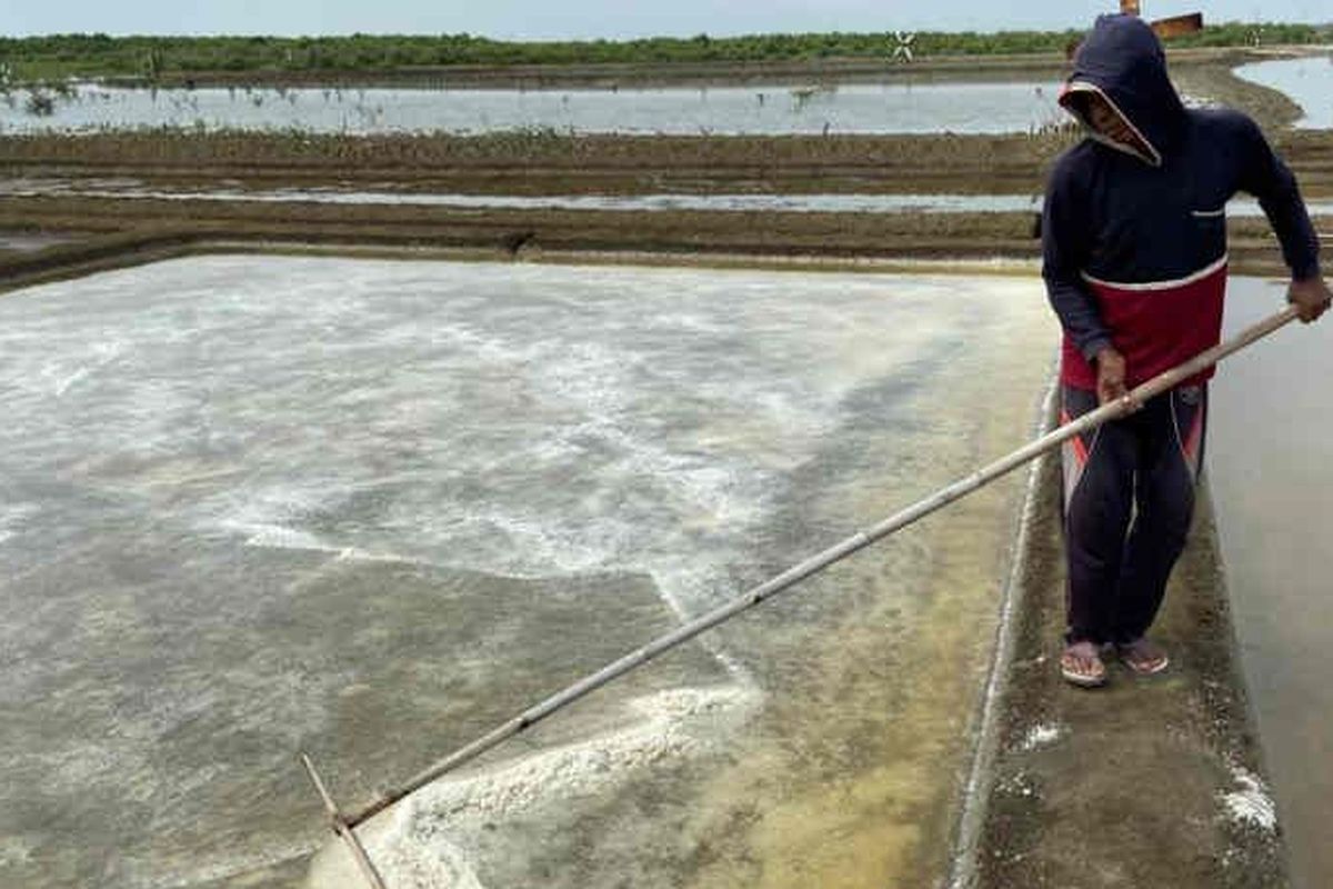  Petani garam saat akan memanen garam di Cirebon, Jawa Barat. 
