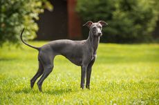 Mengapa Anjing Suka Makan Rumput?