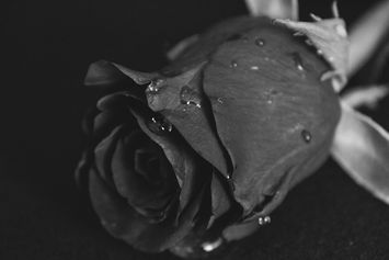 Mawar Hitam Melambangkan Apa? Cari Tahu Artinya di Sini