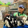 Budidaya Kelinci, Ladang Bisnis Menjanjikan dari Malang