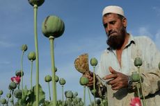 Tanpa Bisnis Opium dan Heroin, Bagaimana Taliban Bertahan Hidup di Afghanistan?