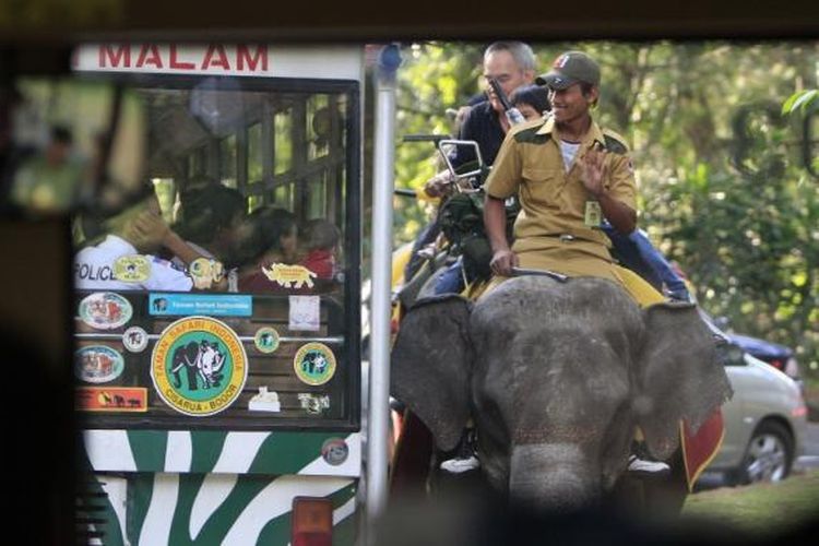 ILUSTRASI - Pengunjung menggunakan bus khusus berpapasan dengan gajah saat melintasi kawasan Taman Safari Indonesia, Cisarua, Bogor, Jawa Barat, Senin (21/9/2009). Saat libur Lebaran, tempat wisata ini mengalami lonjakan pengunjung yang drastis. Jalur safari untuk melihat langsung hewan liar terlihat padat dibanding hari biasa. 