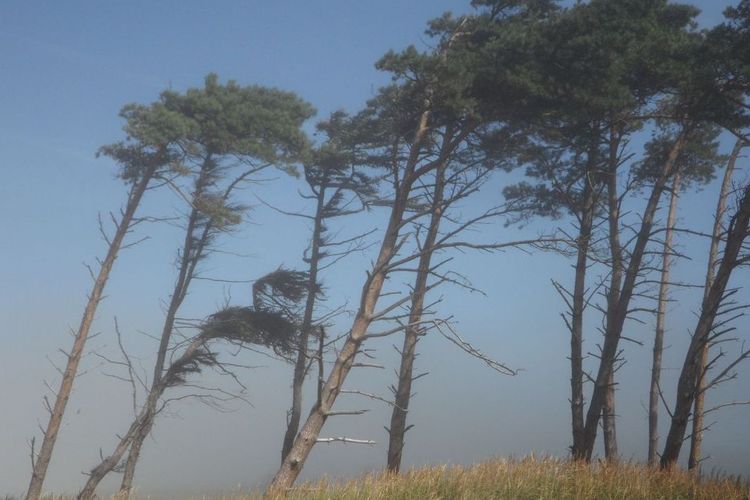 Angin Kencang di Jember, 55 Rusak dan 1 Warga Alami Luka-luka